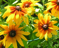 rudbeckia