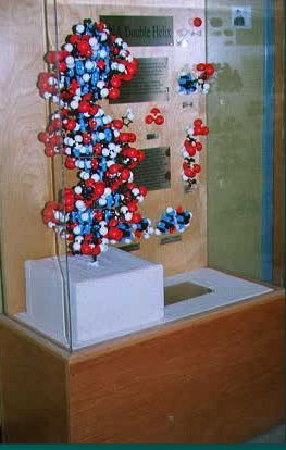 DNA