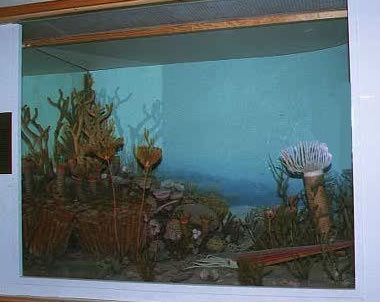 devonian period underwater plants